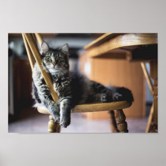 Tabby katt på fotoutskrift på trämatsstol poster
