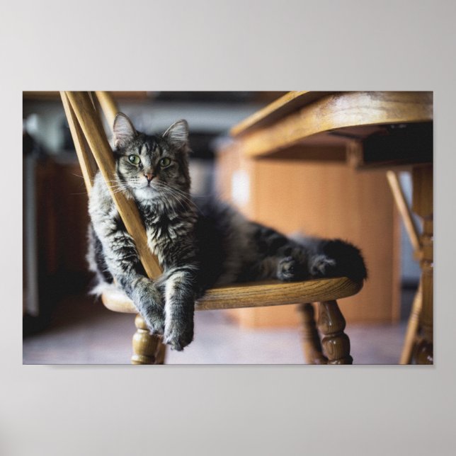 Tabby katt på fotoutskrift på trämatsstol poster (Framsidan)