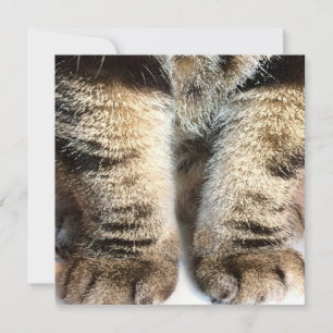 Tabby katt-platta kort, Tabby, Tabby Ben,
