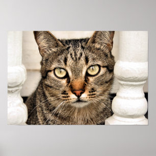 Tabby katt poster