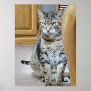 Tabby katt poster