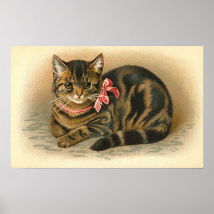 "Tabby katt ", Poster