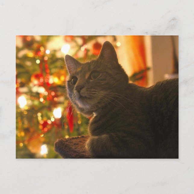 Tabby katt PurrFect-Julhelg Helg Vykort (Framsida)