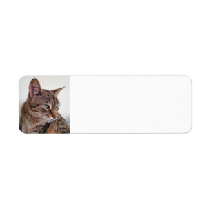 Tabby katt returadress etikett