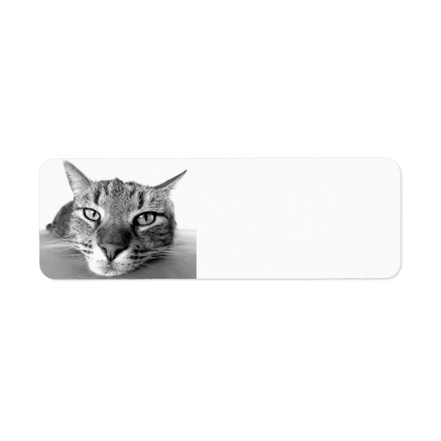 Tabby katt, returetiketter returadress etikett (Framsidan)