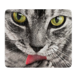 Tabby katt Slickande Tass