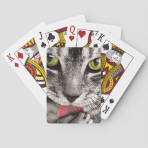 Tabby katt Slickande Tass