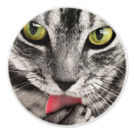 Tabby katt Slickande Tass Knopp