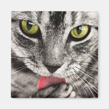 Tabby katt Slickande Tass