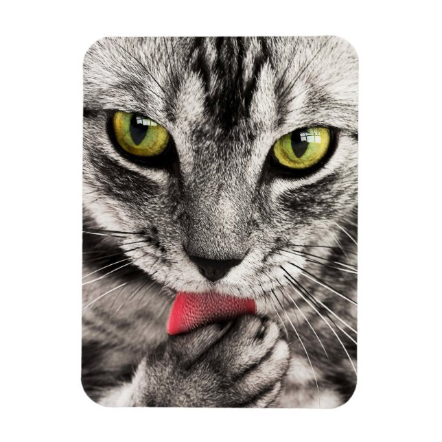 Tabby katt Slickande Tass Magnet (Vertikal)