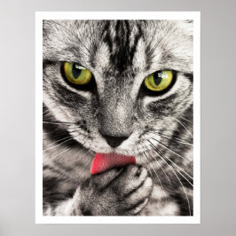 Tabby katt Slickande Tass Poster
