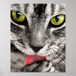 Tabby katt Slickande Tass Poster
