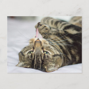 tabby katt Slickande Tass Vykort