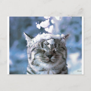 Tabby katt Snö Stänk Vykort