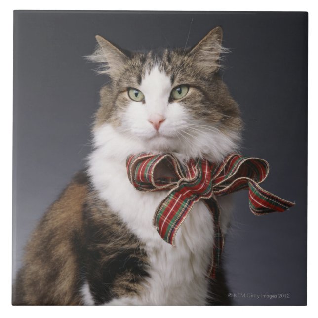 Tabby katt som ha på sig plädpilbågen kakelplatta (Framsidan)