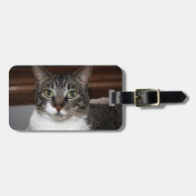 Tabby katt som tittar dig