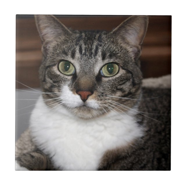 Tabby katt Tittar på din fotoskrivare Kakelplatta (Framsidan)