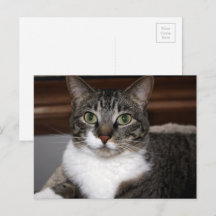 Tabby katt Tittar på ditt djurfoto
