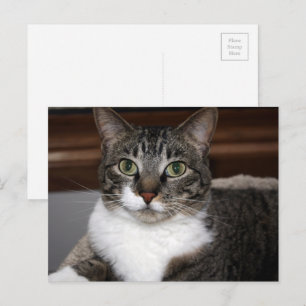 Tabby katt Tittar på ditt djurfoto Vykort