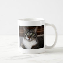 Tabby katt Tittar på ditt sällskapsdjursfoto