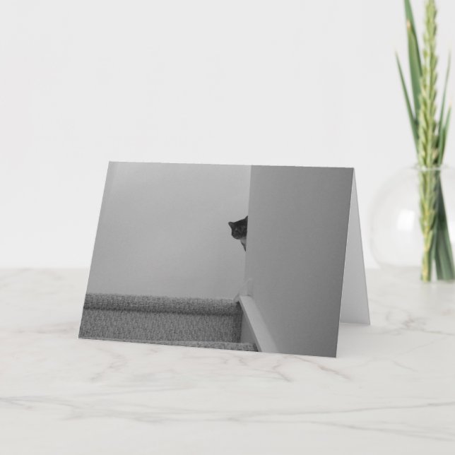 Tabby katt - Viktigt, kort (Framsida)