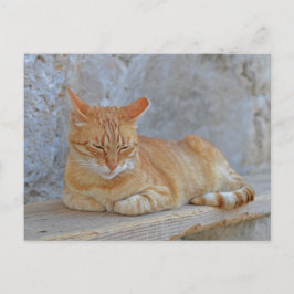 Tabby katt vilande i Dubrovnik Vykort