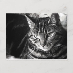 tabby katt vykort