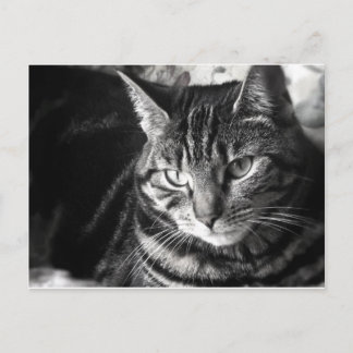 tabby katt vykort
