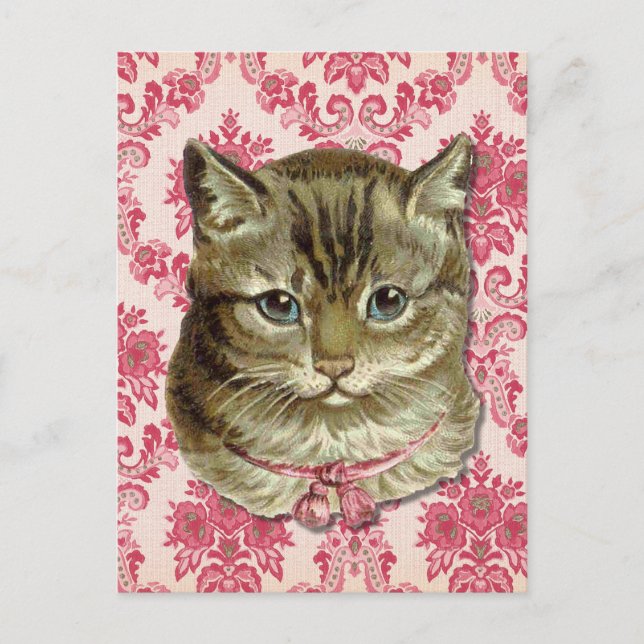 Tabby katt vykort (Framsida)
