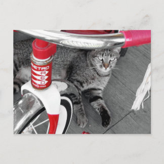 tabby katt vykort