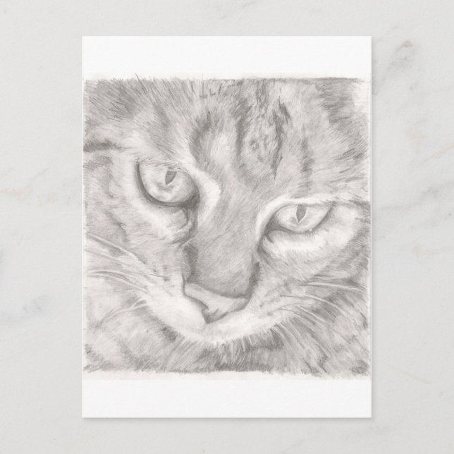 tabby katt vykort (Framsida)