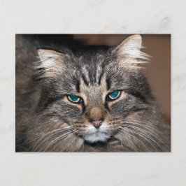 tabby katt vykort