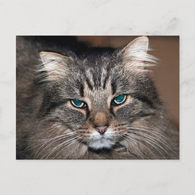 tabby katt vykort (Framsida)