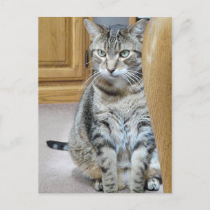 Tabby katt vykort