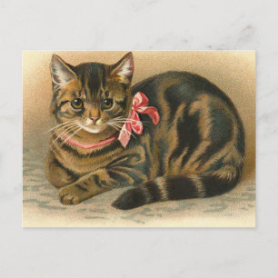 "Tabby katt" vykort