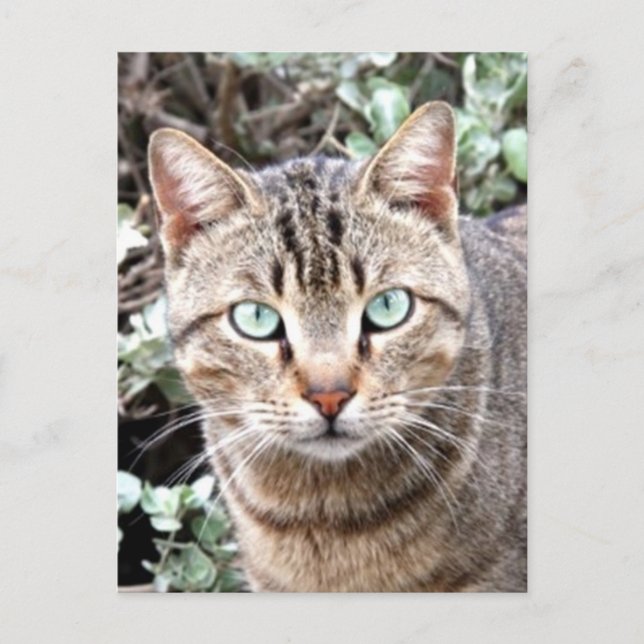 Tabby katt vykort (Framsida)