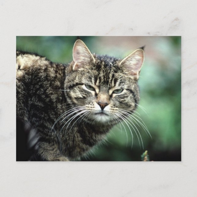 tabby katt vykort (Framsida)