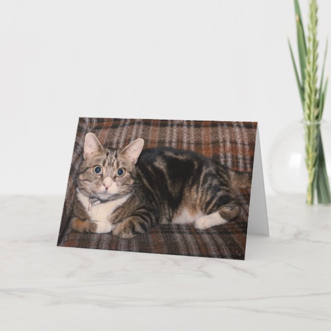 tabby kattfars dagkort kort (Framsida)