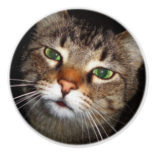 Tabby katthandtag knopp