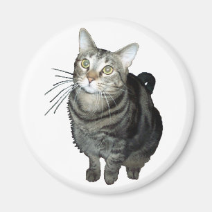 Tabby kattmagnet magnet