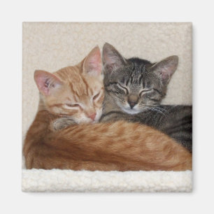 Tabby kattmagnet magnet