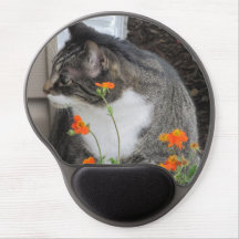 Tabby kattmusen vadderar