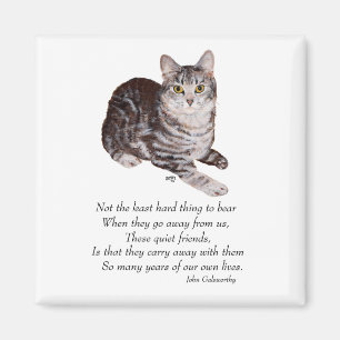 Tabby kattregnbågen överbryggar magnet