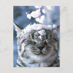 Tabby kattsnöstänk vykort