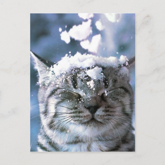 Tabby kattsnöstänk vykort (Framsida)