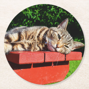 Tabby kattunderlägg underlägg papper rund