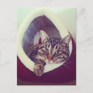 Tabby Kattunge i ett foto med hut-närbild Vykort