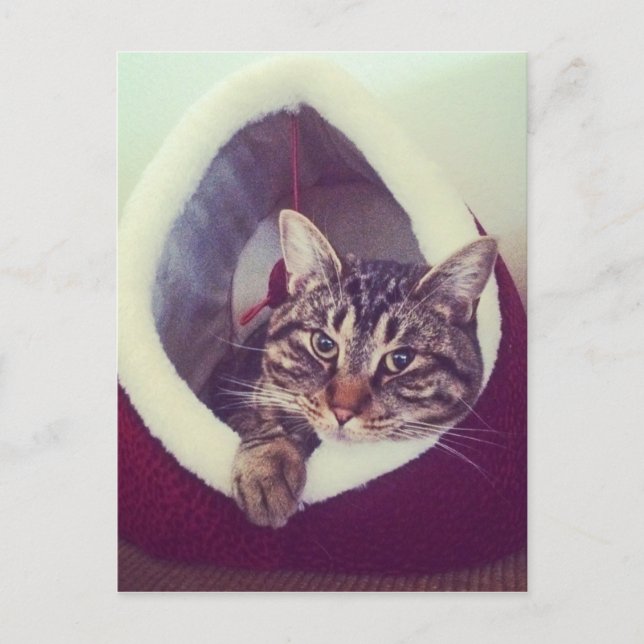 Tabby Kattunge i ett foto med hut-närbild Vykort (Framsida)