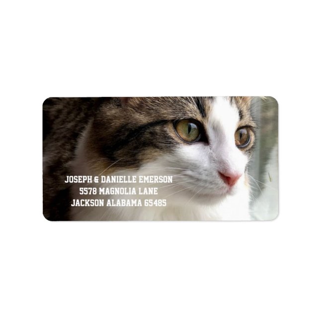 Tabby Kitten Adressetiketters Adressetikett (Framsidan)