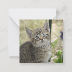 Tabby kitten anteckningskort